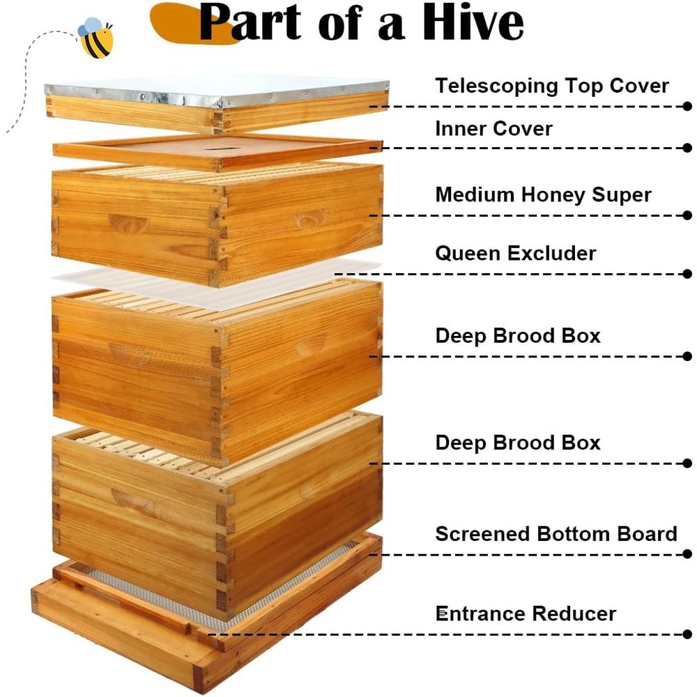 Kit de colmena de 10 cuadros c - Beehive Frame Wax reseña y precio